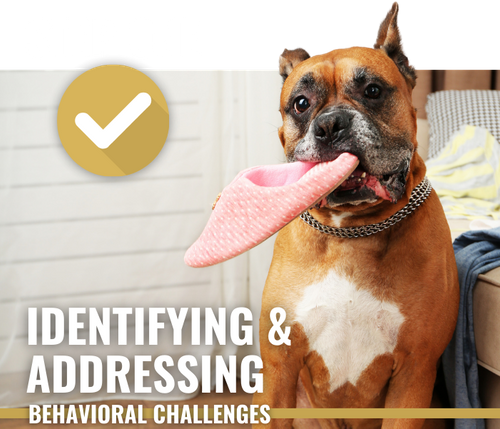 Step One: Identifying and Addressing Behavioral Challenges - Image of a dog sitting with a slipper in its mouth