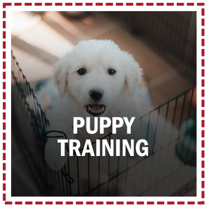 PUPPY TRAINING.png