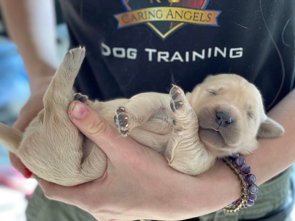 pup 1.jpg