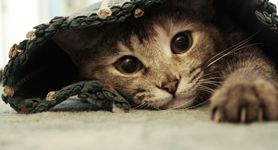 cat laying under a rug