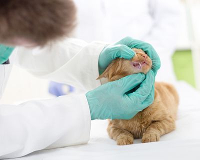 vet checking orange tabby cat’s teeth