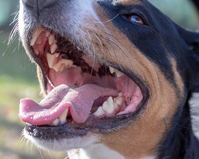 open dog mouth showing tongue and teeth