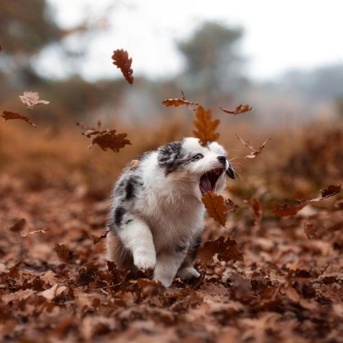 Socializing Your New Puppy in Bluffton - Image 1.jpg