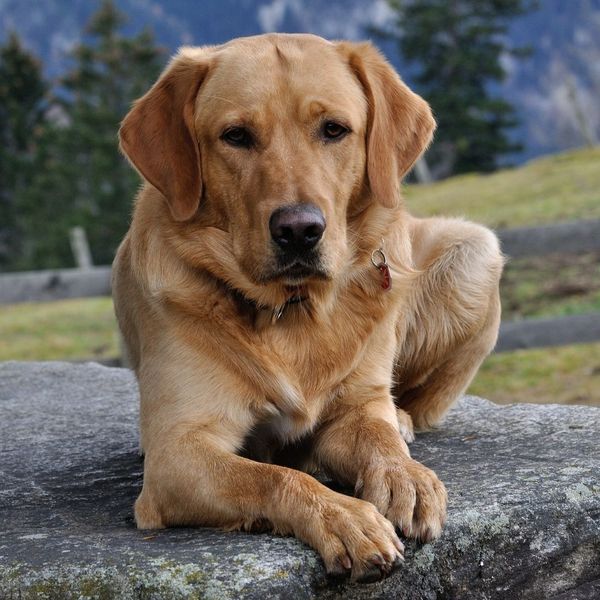 How to Know If Your Dog Is At Risk For Lyme Disease 5.jpg
