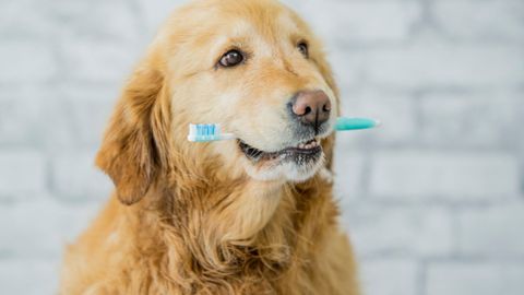 Signs Of Dental Disease In Your Pet - Featured Image.jpg