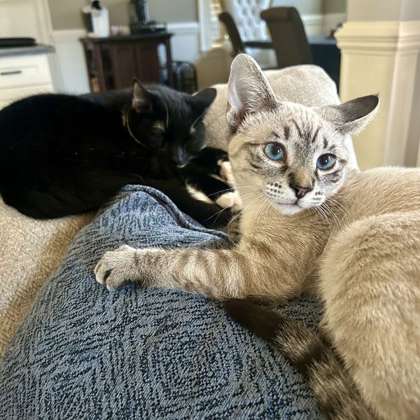 Why Your Indoor-Only Cat Still Needs Vaccines 2.jpg