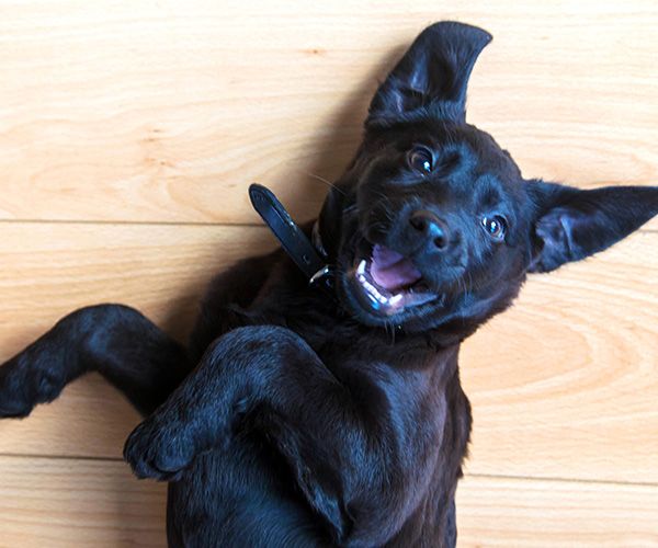 cute dog on the floor