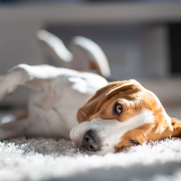 Tired dog laying down