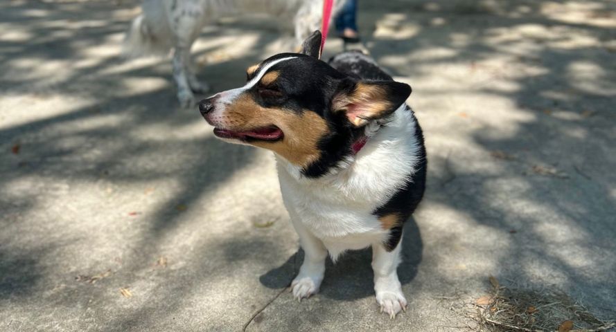 A happy corgi outside.