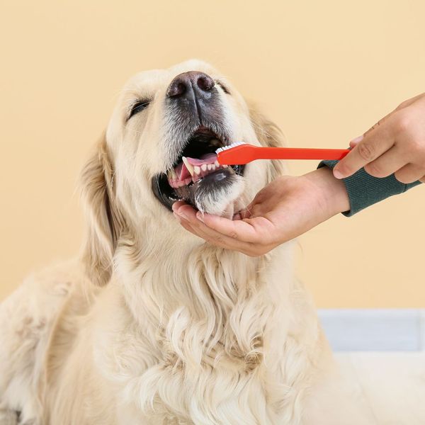brushing dog's teeth