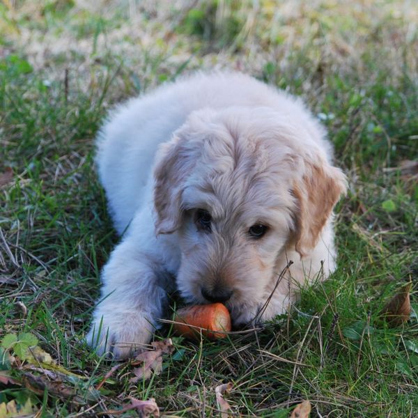 dog eating a carrot