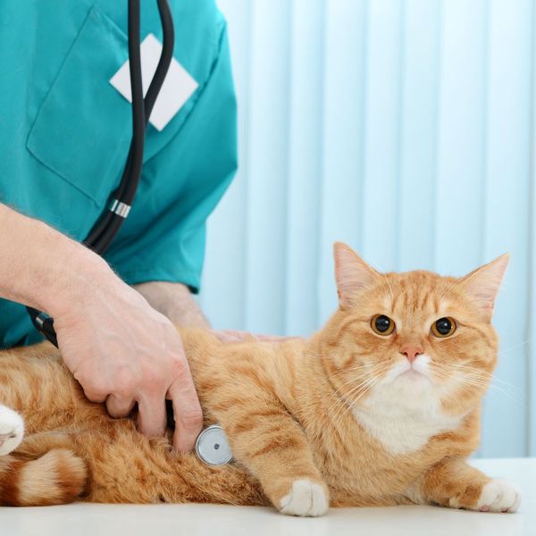 vet taking a cats vitals
