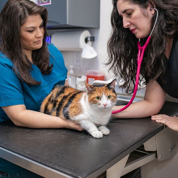 Why Your Indoor-Only Cat Still Needs Vaccines 3.jpg