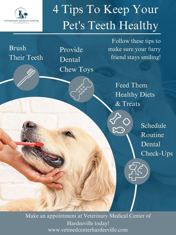 pet dental health infographic
