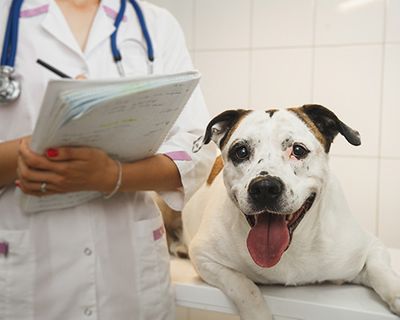 female vet with paperwork stands next to smiling dog on exam table