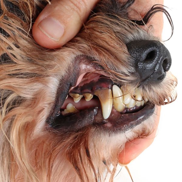 Signs Of Dental Disease In Your Pet - Image 4.jpg