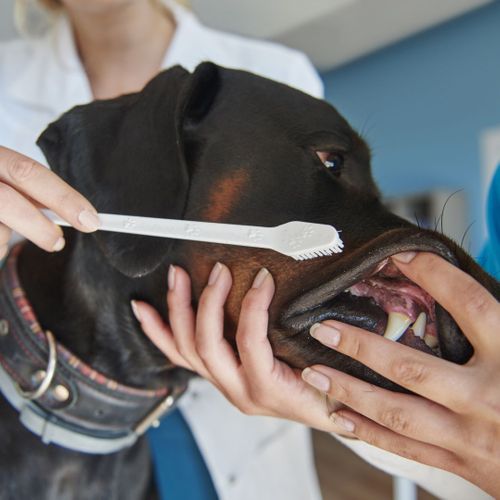 dog at the dentist getting it's teeth brushed