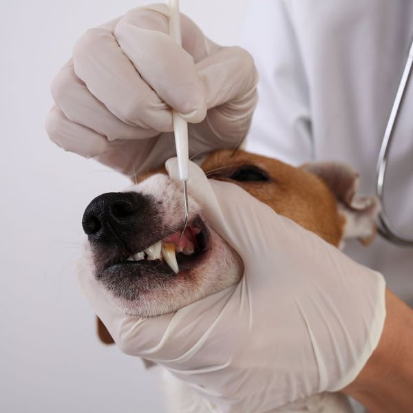 inspecting dog's teeth