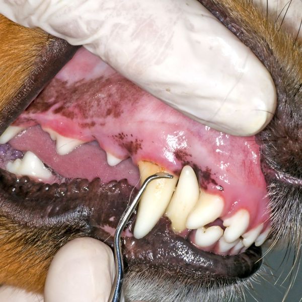 vet cleaning dog's teeth