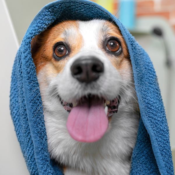Image of a happy dog with a blanket on his head
