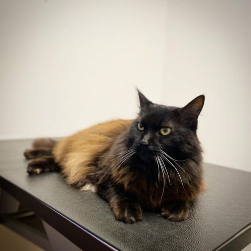 The Hidden Signs of Feline Pain 1.jpg