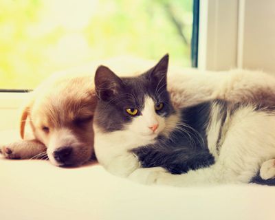 preventative care - cta- dog and cat.jpg