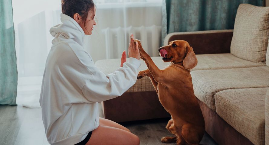 dog and owner