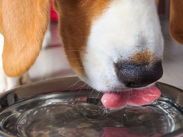A close up of a dog drinking from a water bowl.