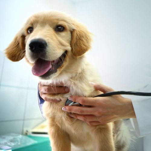 Puppy Vaccines 4.jpg