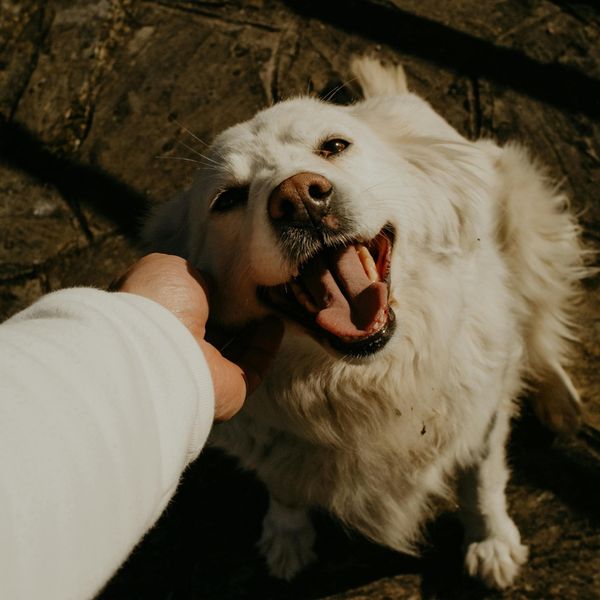 At-Home Dental Tips for Dogs & Cats - Image 3.jpg