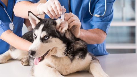 dog getting preventative veterinary care