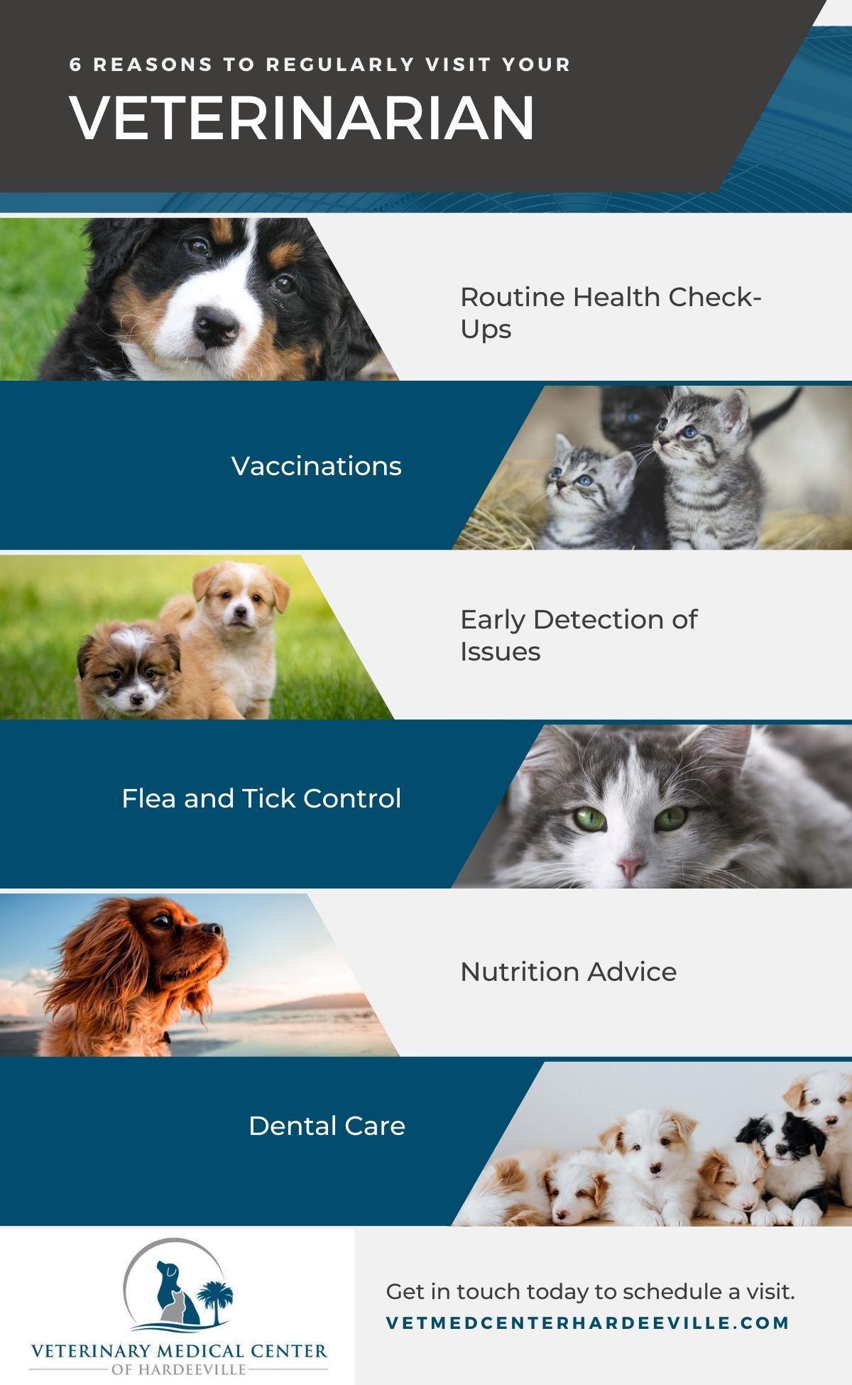 veterinary wellness plan infographic