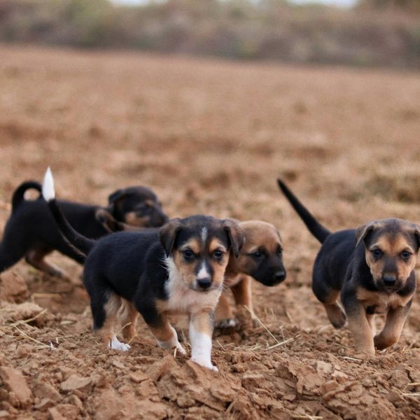 Socializing Your New Puppy in Bluffton - Image 4.jpg