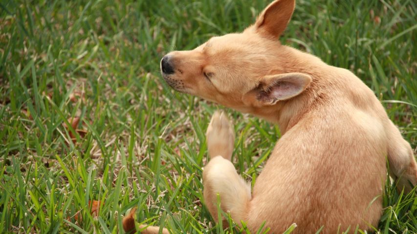 Socializing Your New Puppy in Bluffton.jpg