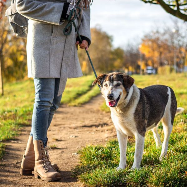 image of a dog on a walk