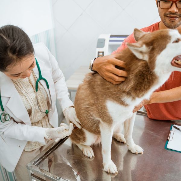 How to Know If Your Dog Is At Risk For Lyme Disease 7.jpg