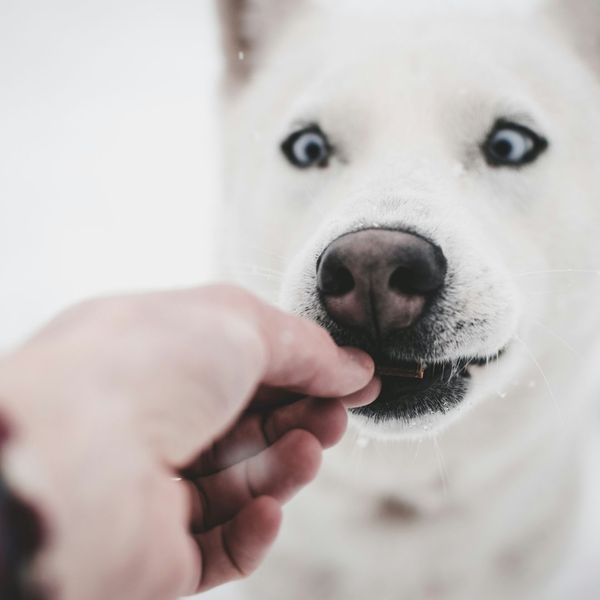 How To Avoid Ticks While Hiking With Your Dog - Image 3.jpg