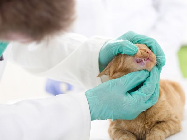  A veterinarian checks a young kitten’s teeth.