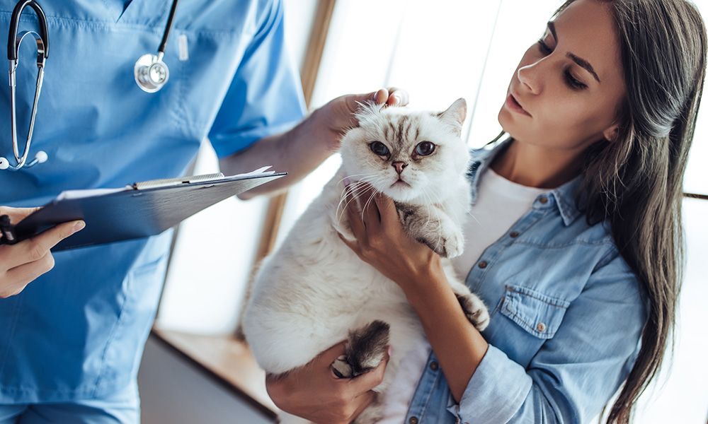 woman holding Siamese cat being assessed by vet