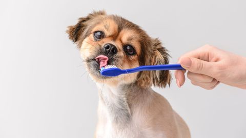 small dog with toothbrush