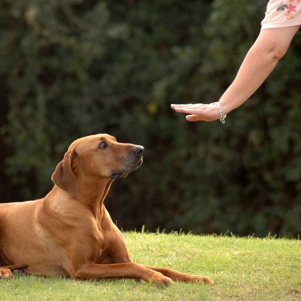 image of an owner training a dog