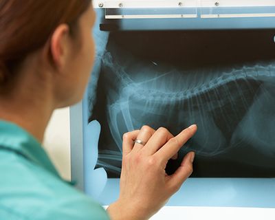  Female Veterinary Surgeon Examining X Ray of animal