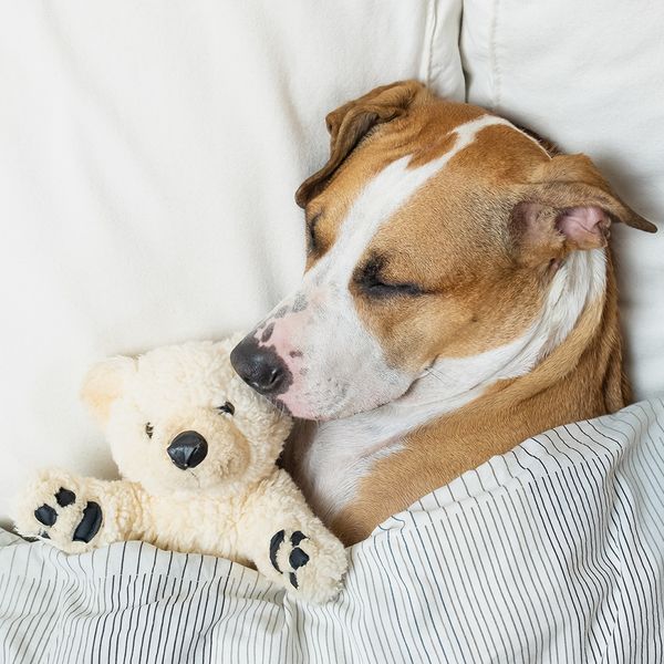 Image of a dog in bed with his toy