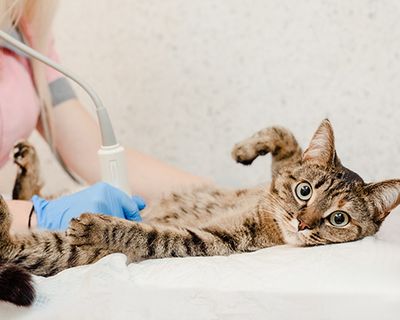  tabby cat getting ultrasound of the abdomen