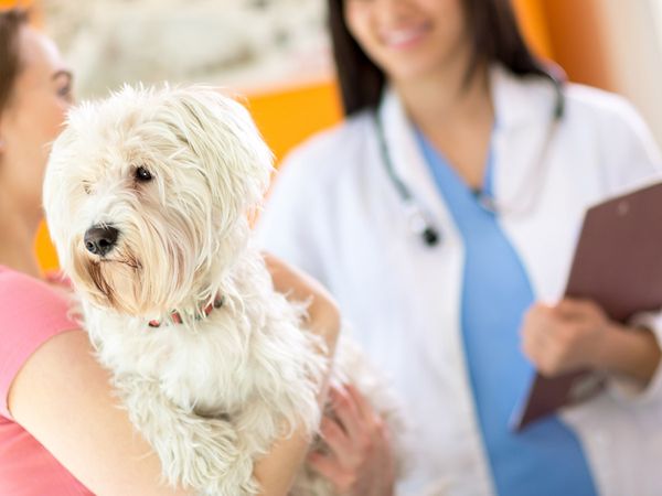  A pet owner takes her dog to the vet’s office.