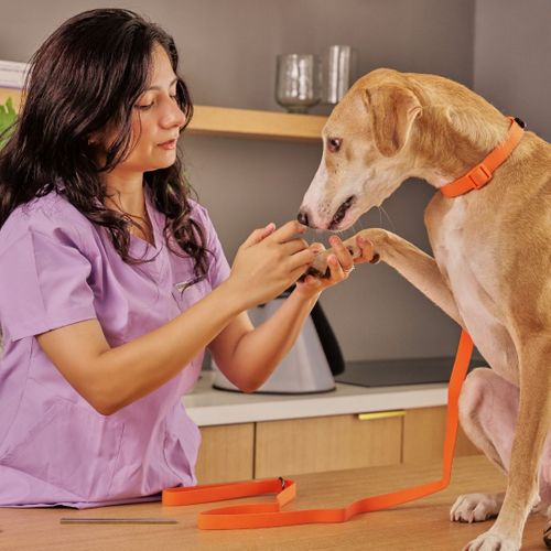 veterinarian checking up on a dog
