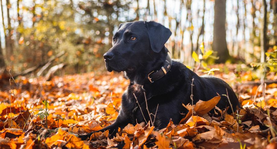 How to Know If Your Dog Is At Risk For Lyme Disease - Hero.jpg