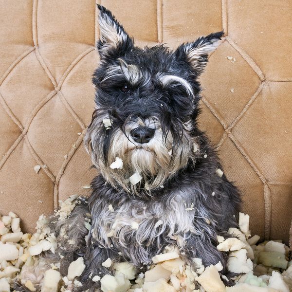 Image of a dog that's chewed up a cushion