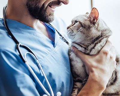 smiling vet is holding grey tabby cat