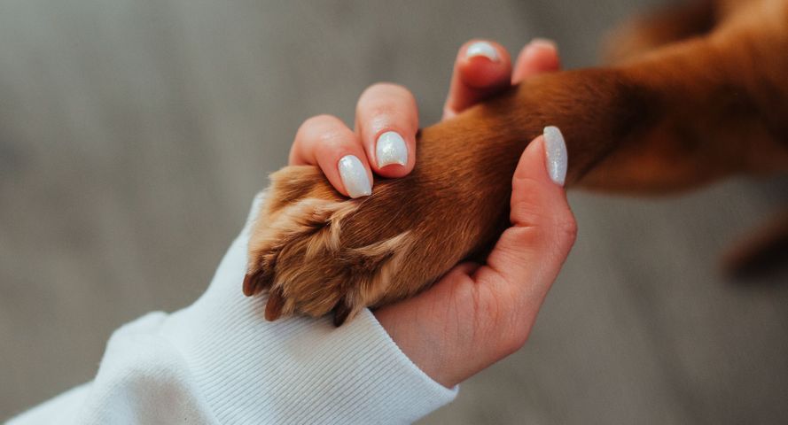 dog and owner holding paw and hand